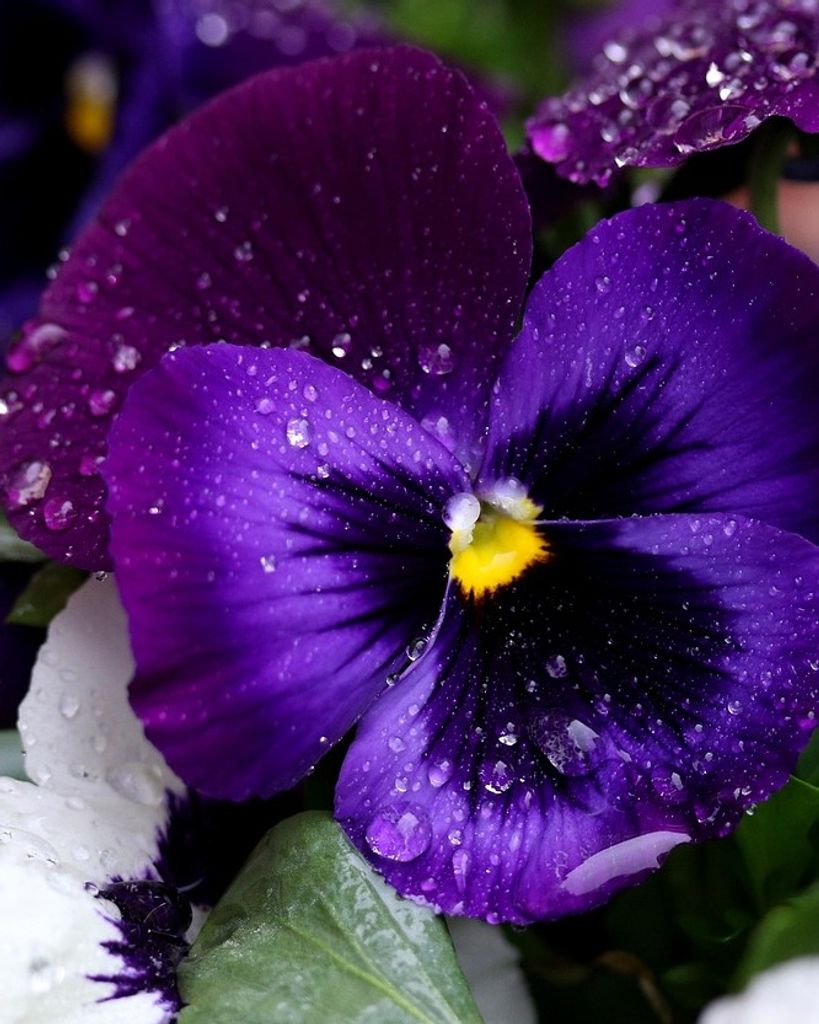 Pansy Hughes York Profile Photo
