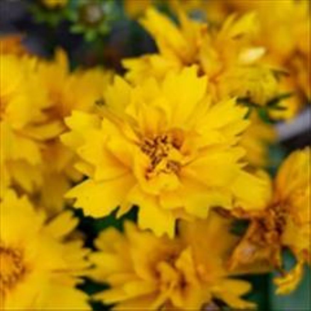 Norma Jeane Vallon Profile Photo