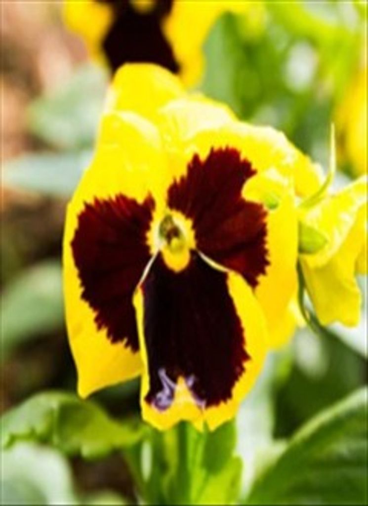 Margaret Ann Milnor Profile Photo