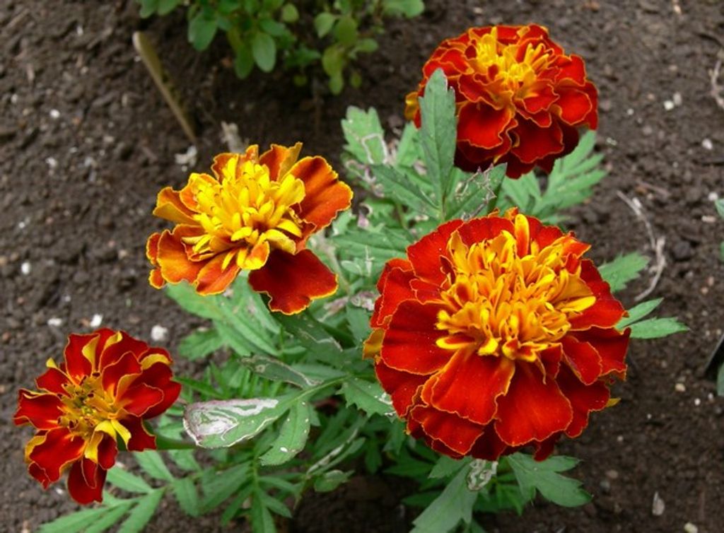 Margaret Elizabeth Ashton Dick