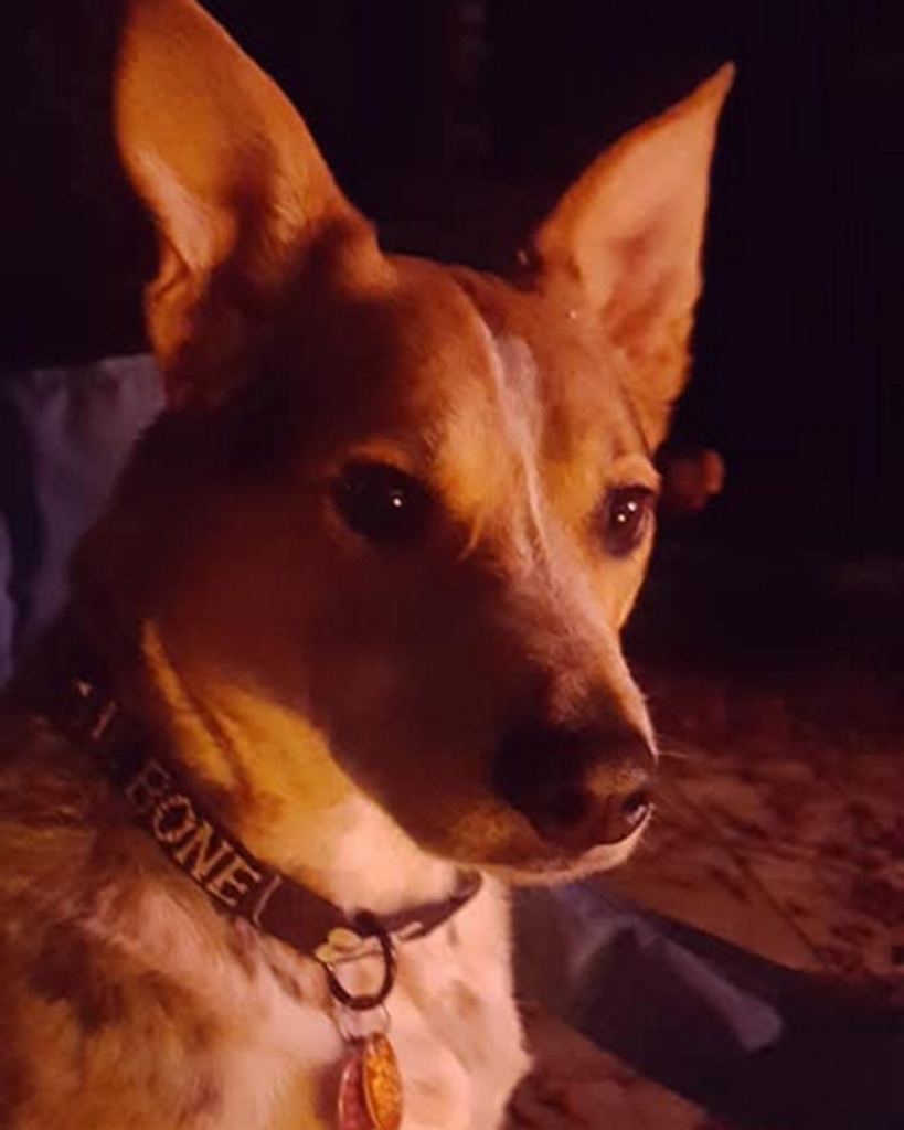 Tibsy Dammit Hatcher Profile Photo