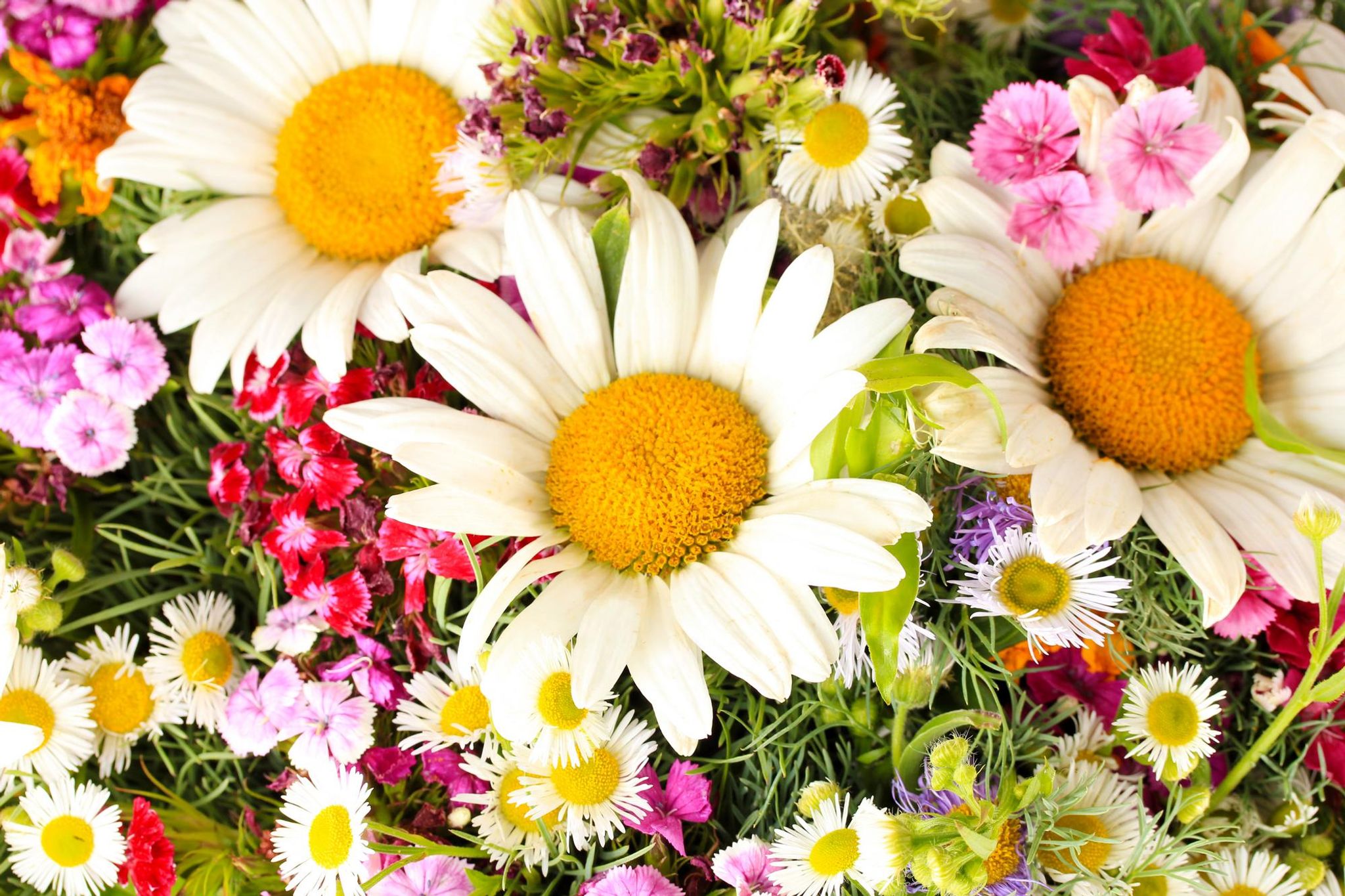 Cover for Stella Jane Treftz's Obituary