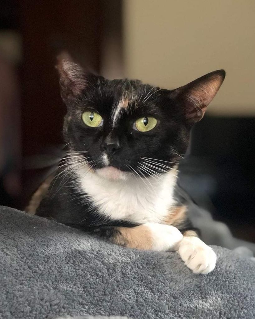 Mittens Sparkle Wilkinson Profile Photo