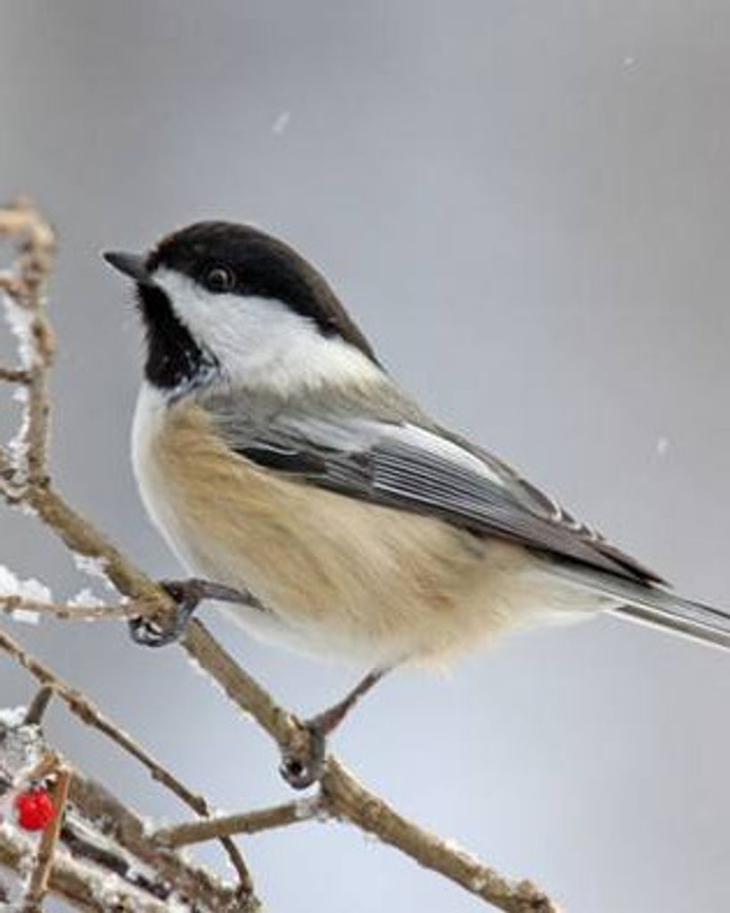 Floyd Wayne "Buch" Grubb