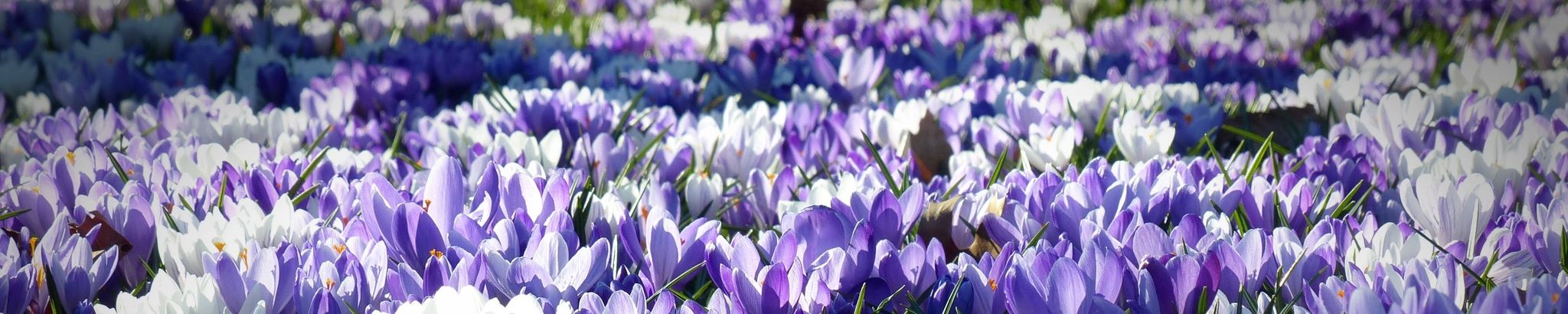 Cover for Susan Alice Shirey's Obituary