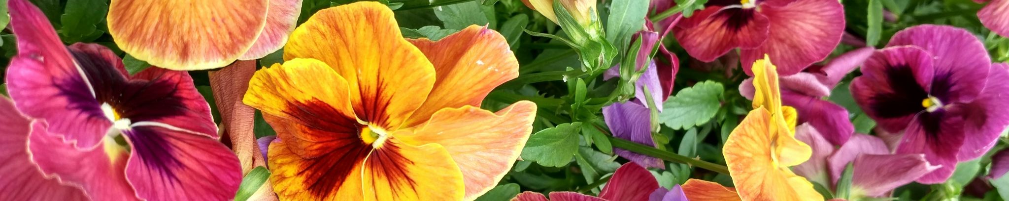 Cover for Christina "Tina" Rosalie Kuchtyn's Obituary