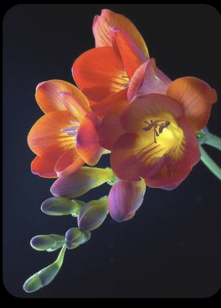 Constance Baldwin-Stevens Profile Photo