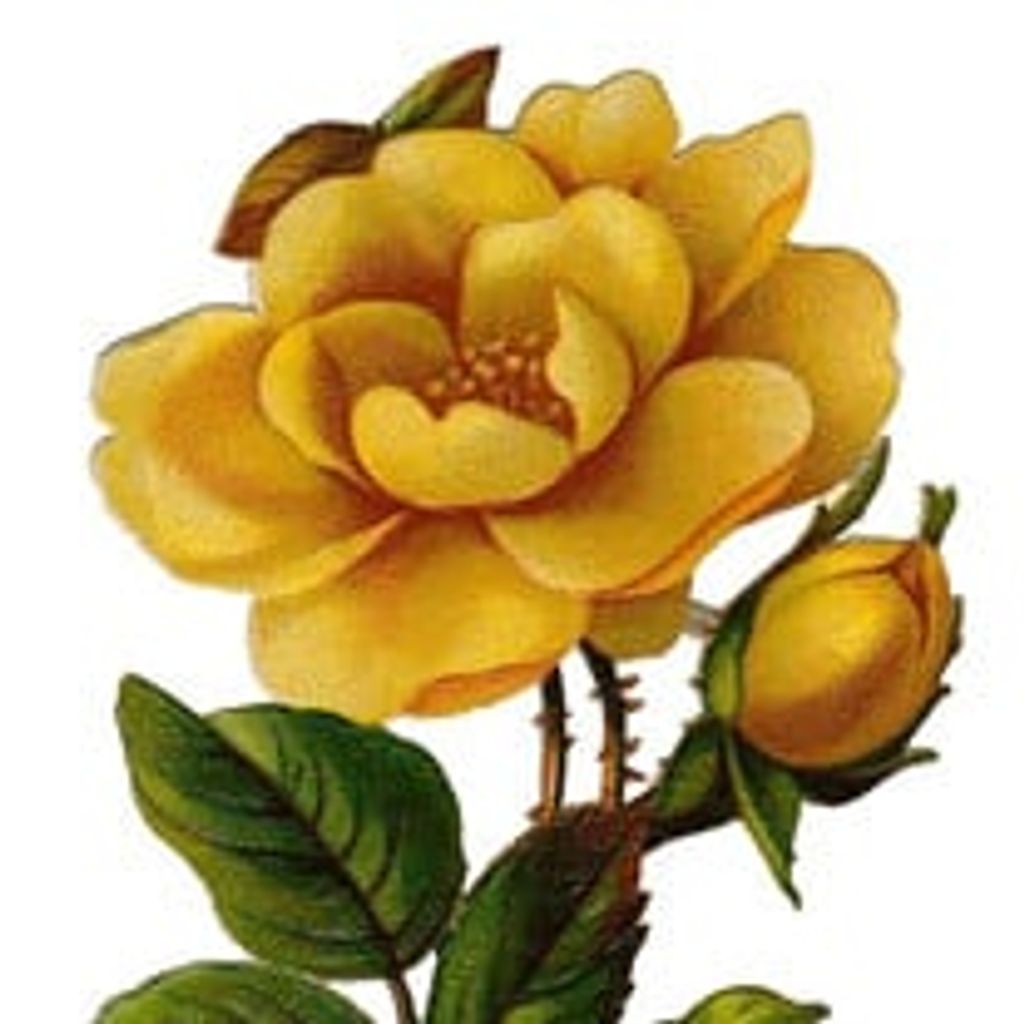 Carolyn Maye Vik