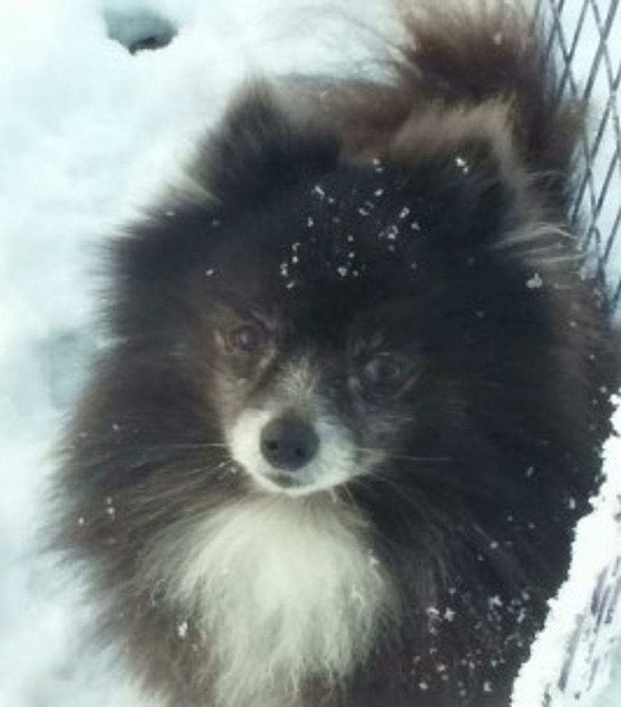 Dixie Blose Profile Photo