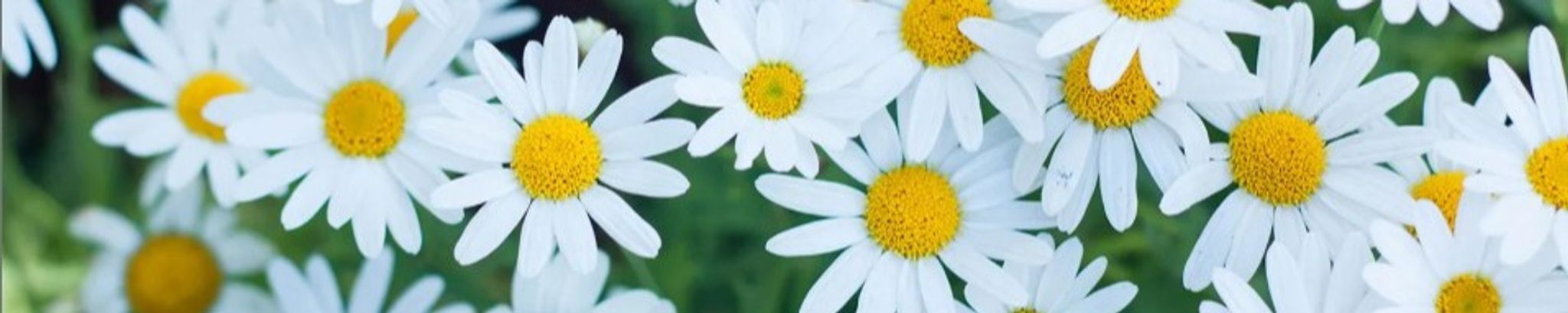 Cover for Martha Lou Haas's Obituary