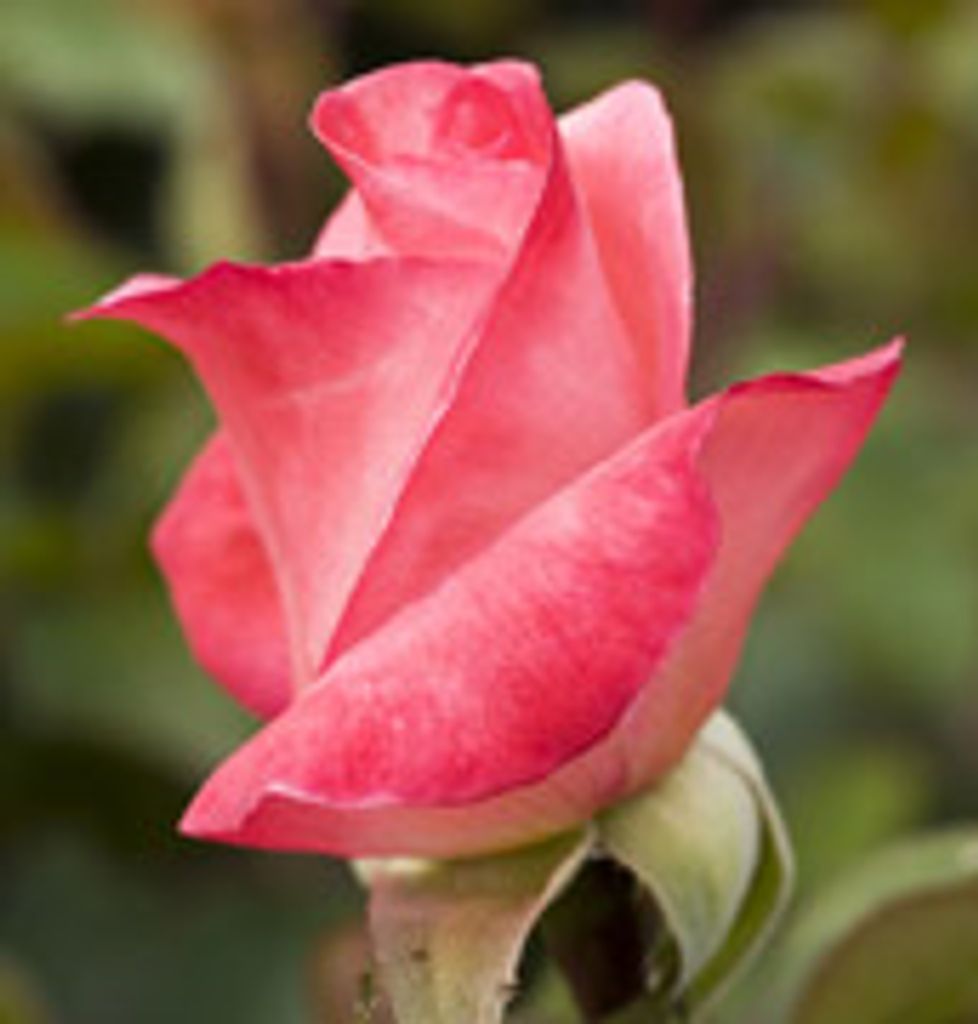 Mamie Lunsford Profile Photo