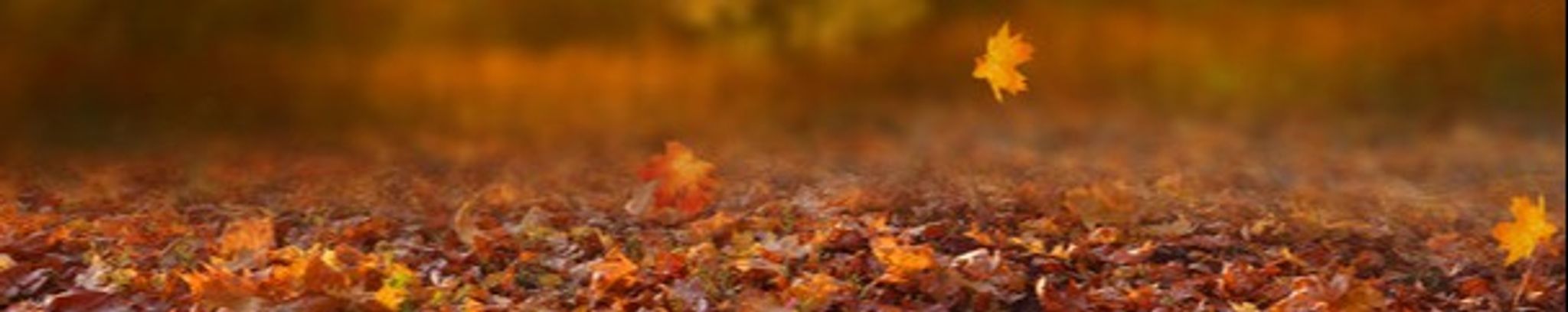 Cover photo for Lesia Cook Arnold's Obituary
