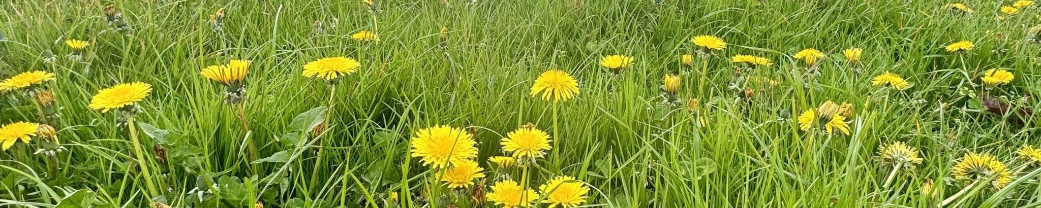 Cover for Mason G. Weaver's Obituary