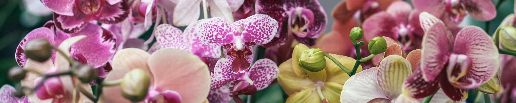 Cover for Moira Clare Schulte (née Meredith)'s Obituary