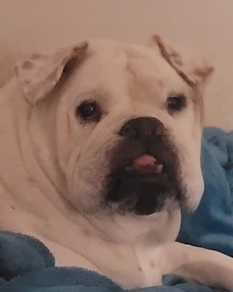 Jabba Helmintoller Profile Photo