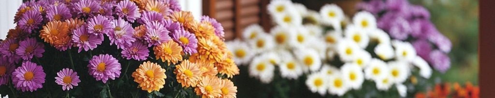 Cover photo for Charlotte Lard's Obituary