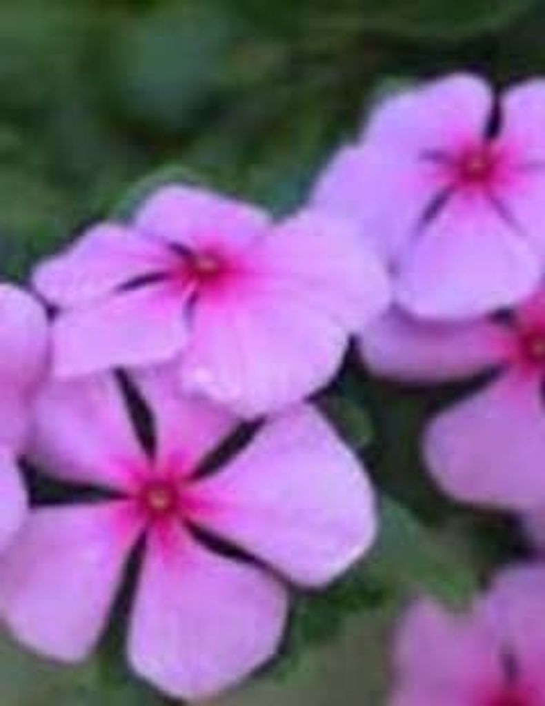 Donna Benson Siggers Profile Photo