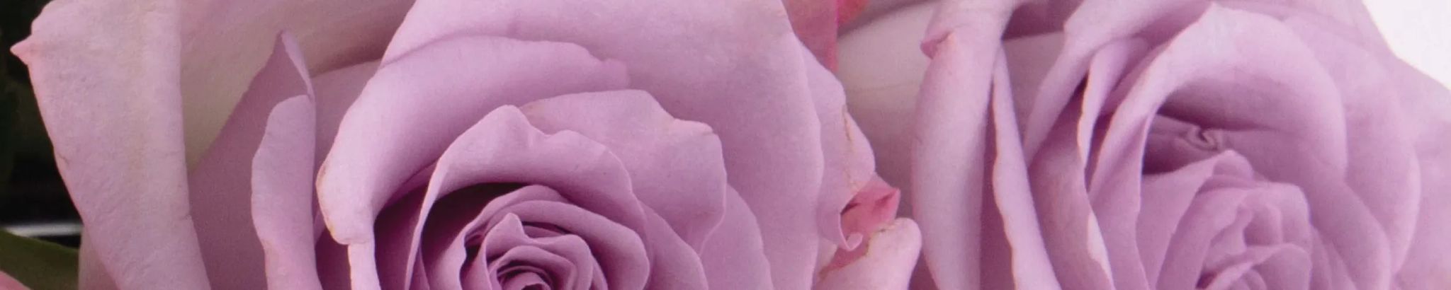 Cover photo for Georgia C. Gathings's Obituary