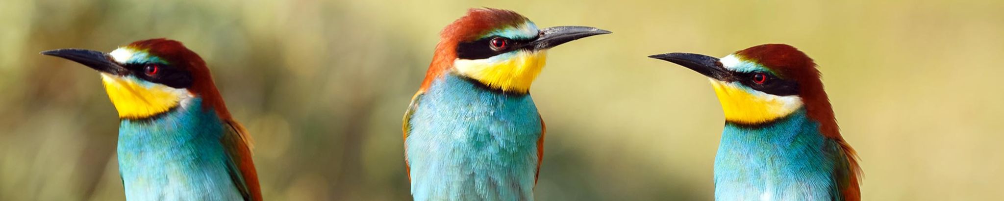 Cover for Patricia Montay's Obituary