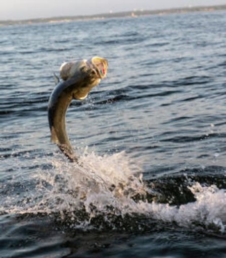 Barry Lynn Roop Profile Photo