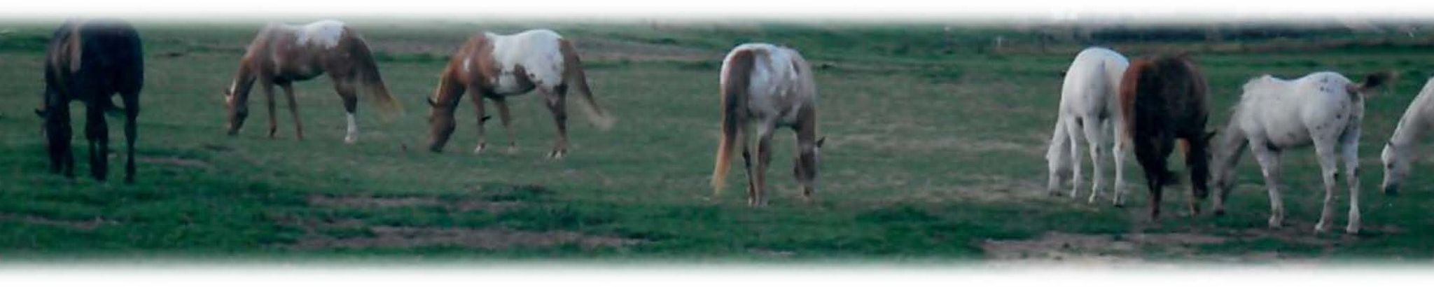 Cover for Jan DeRousse's Obituary