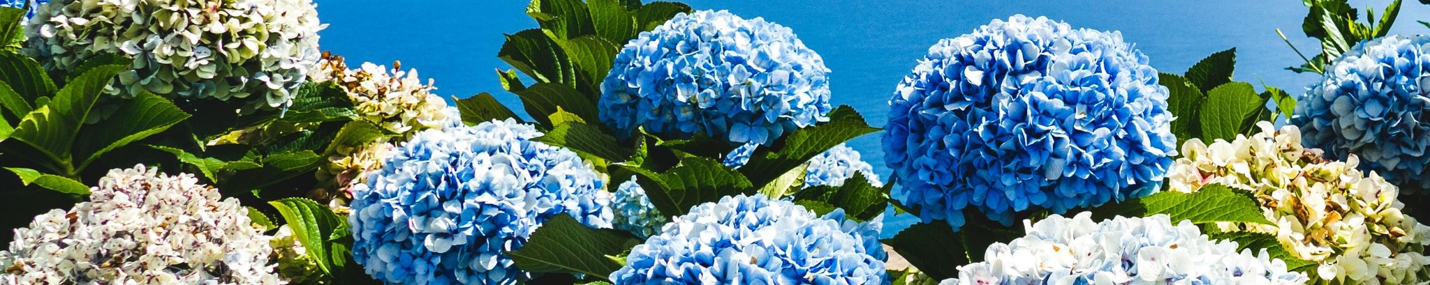Cover for Frances "Sunny" Newton's Obituary