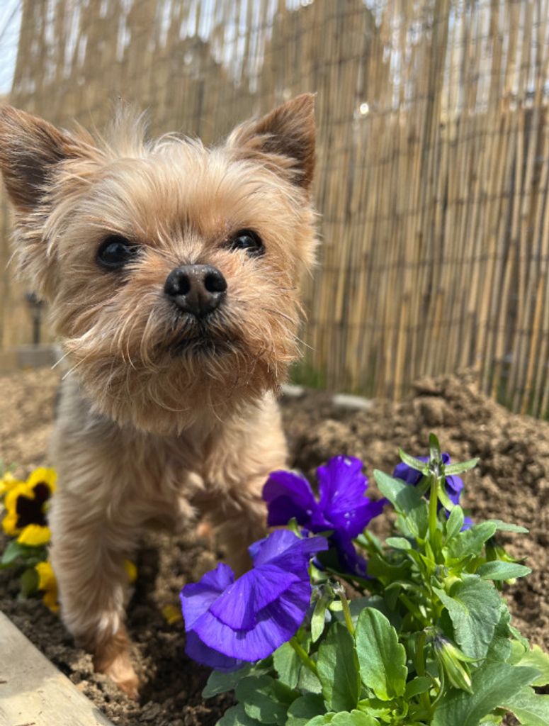 Deedle Wood
