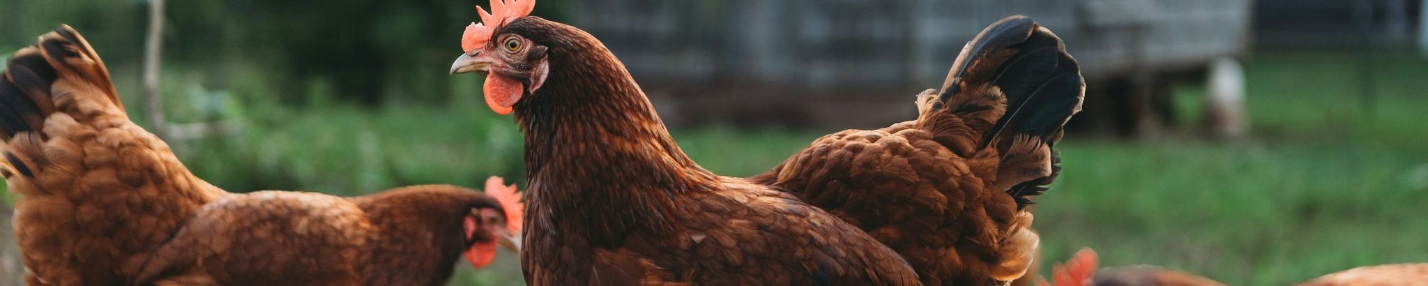 Cover for Marlene A. Shoebridge's Obituary