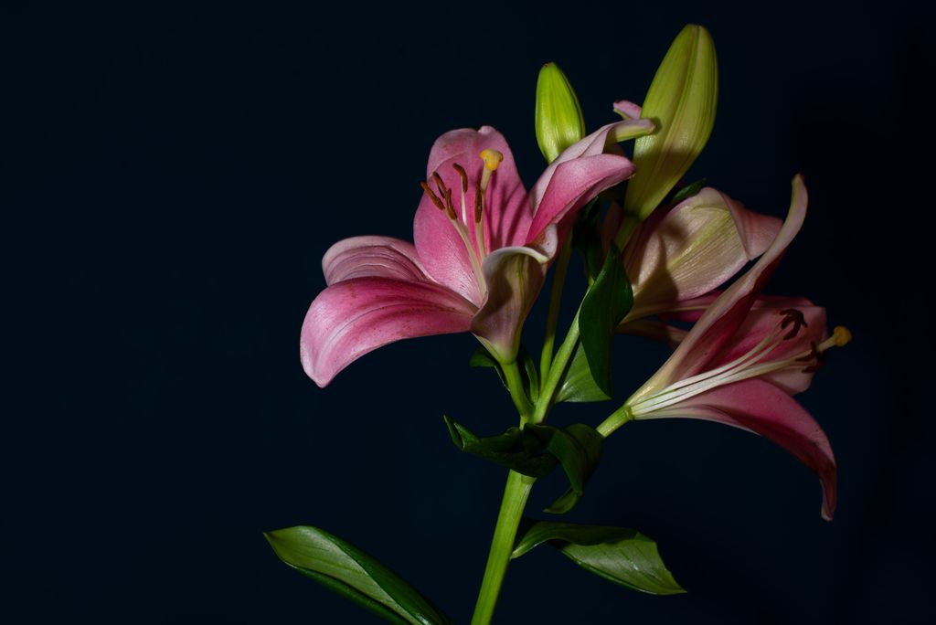 Joseph Lee Mitchell, Jr Profile Photo