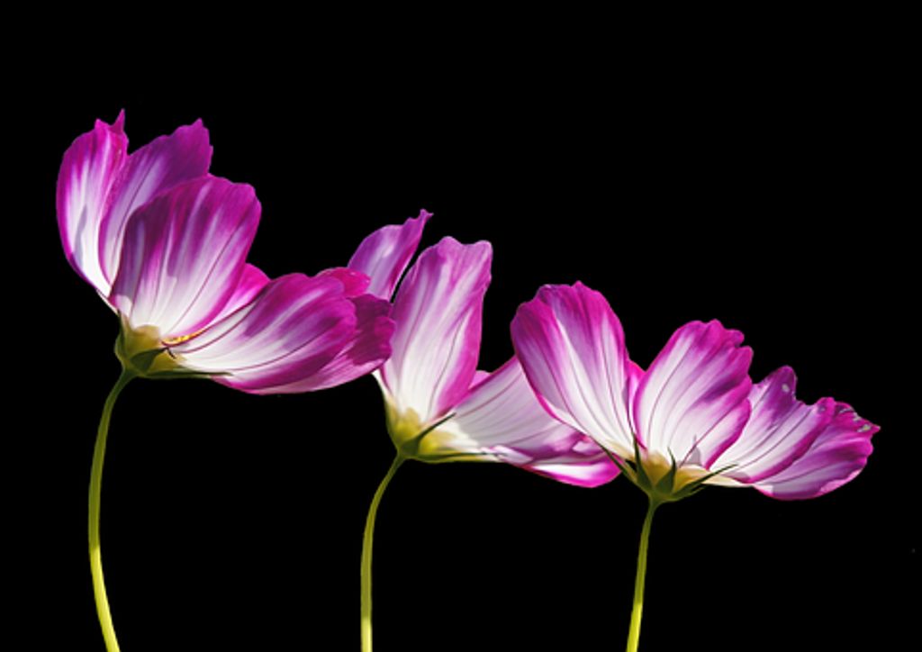 Joann (Stephens)  Bowen Profile Photo