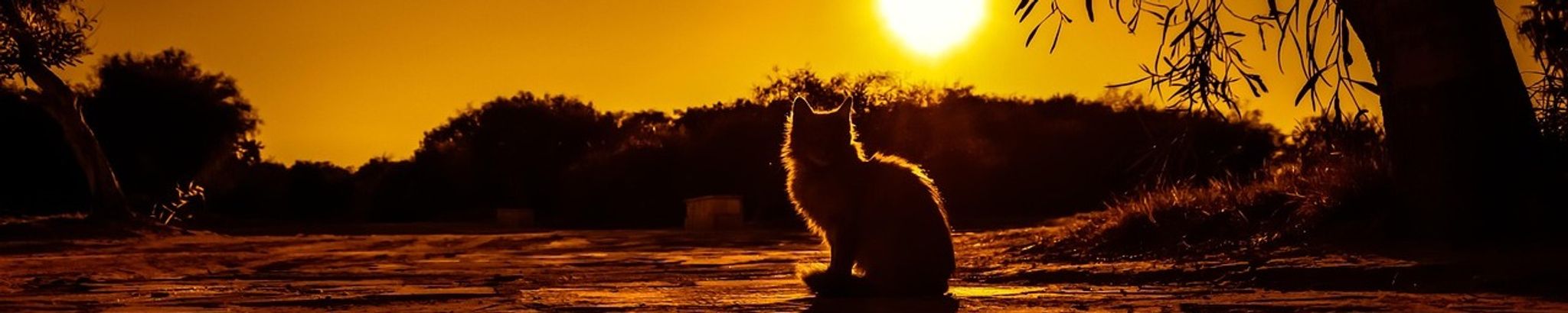 Cover for Luna Reeves's Obituary