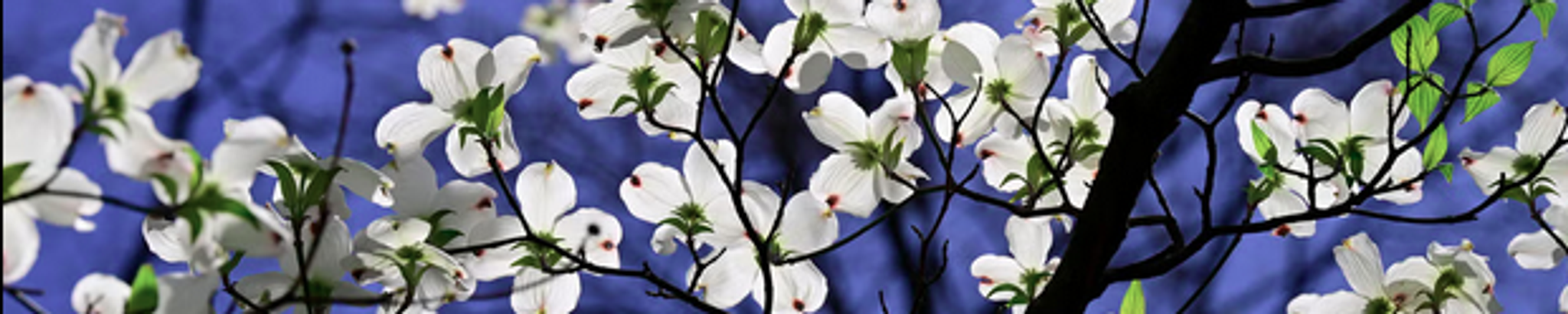 Cover for Susan Ann Nezworski's Obituary