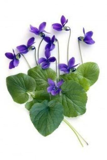 Violet Teresa Masini Profile Photo