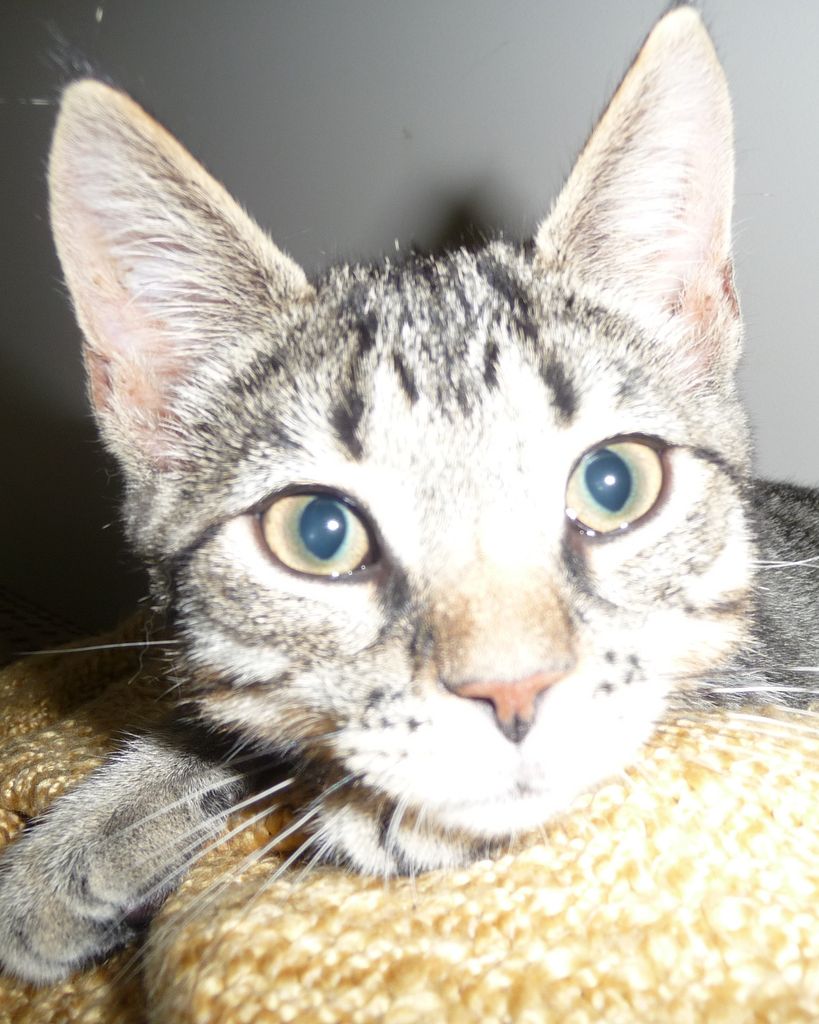 Delilah Jones Goggin Profile Photo