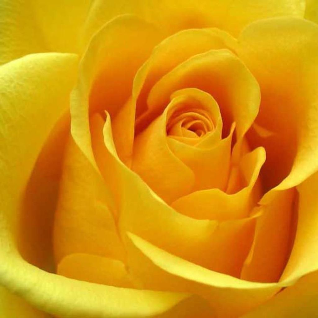 Joy Katherine Thomas Profile Photo