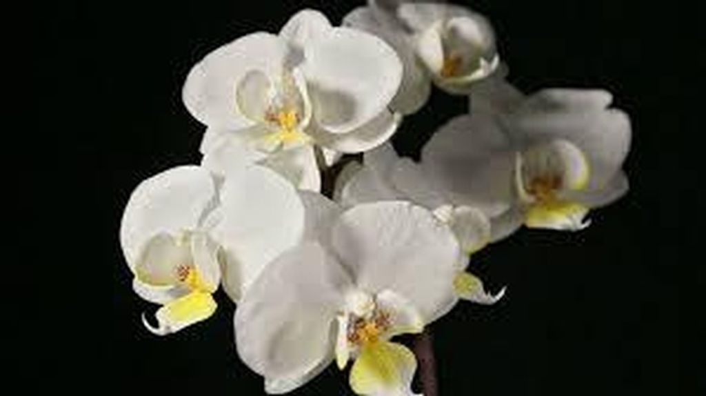 Bettie A Moss Profile Photo