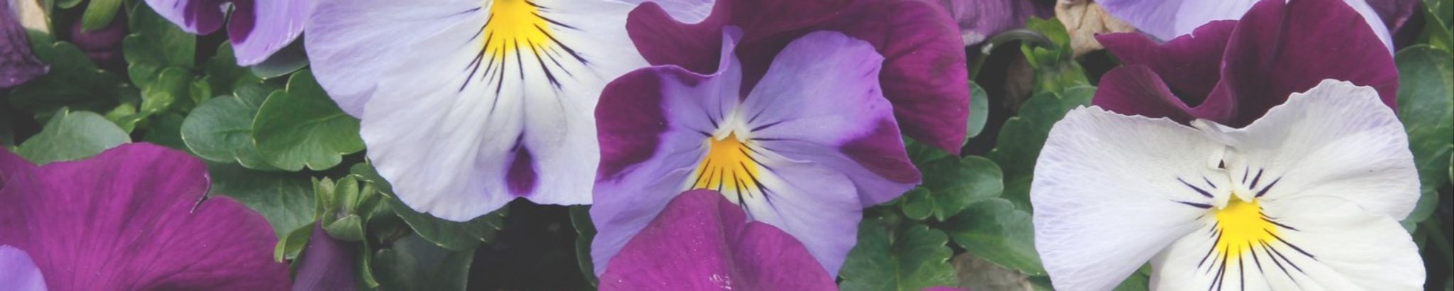 Cover photo for Sadie Bacigalupo's Obituary