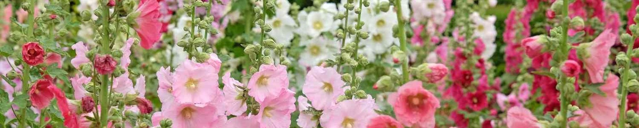 Cover for Marilyn Mogensen's Obituary