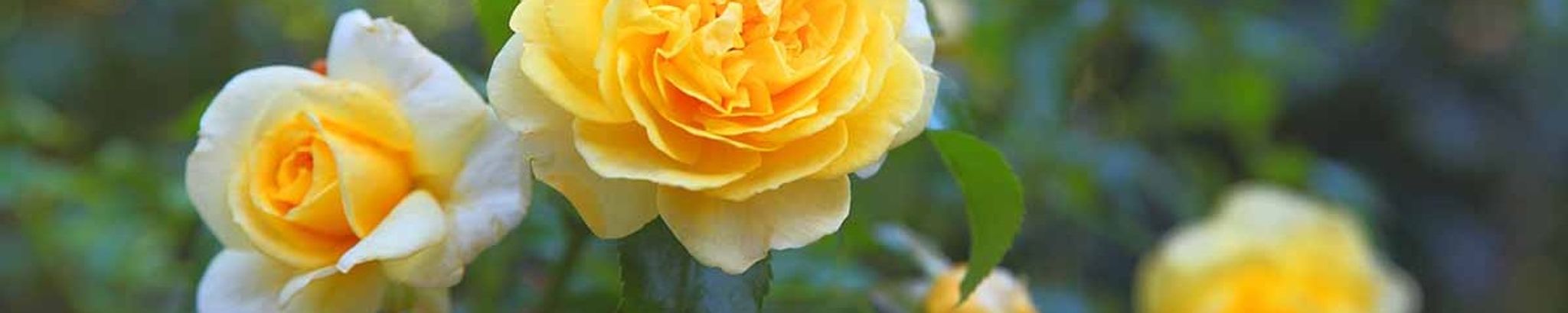 Cover photo for Mary Pyron Lambert's Obituary