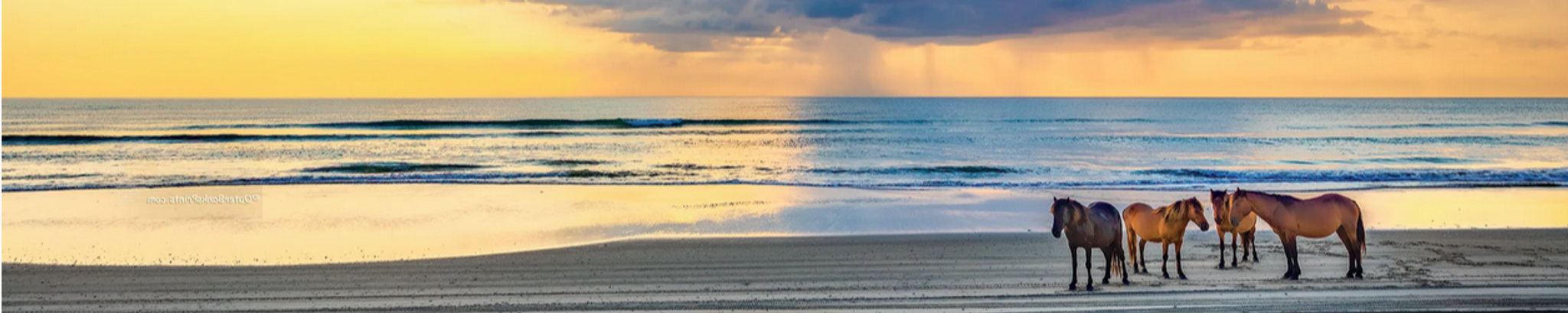 Cover for Dawn Elaine Schwartz's Obituary