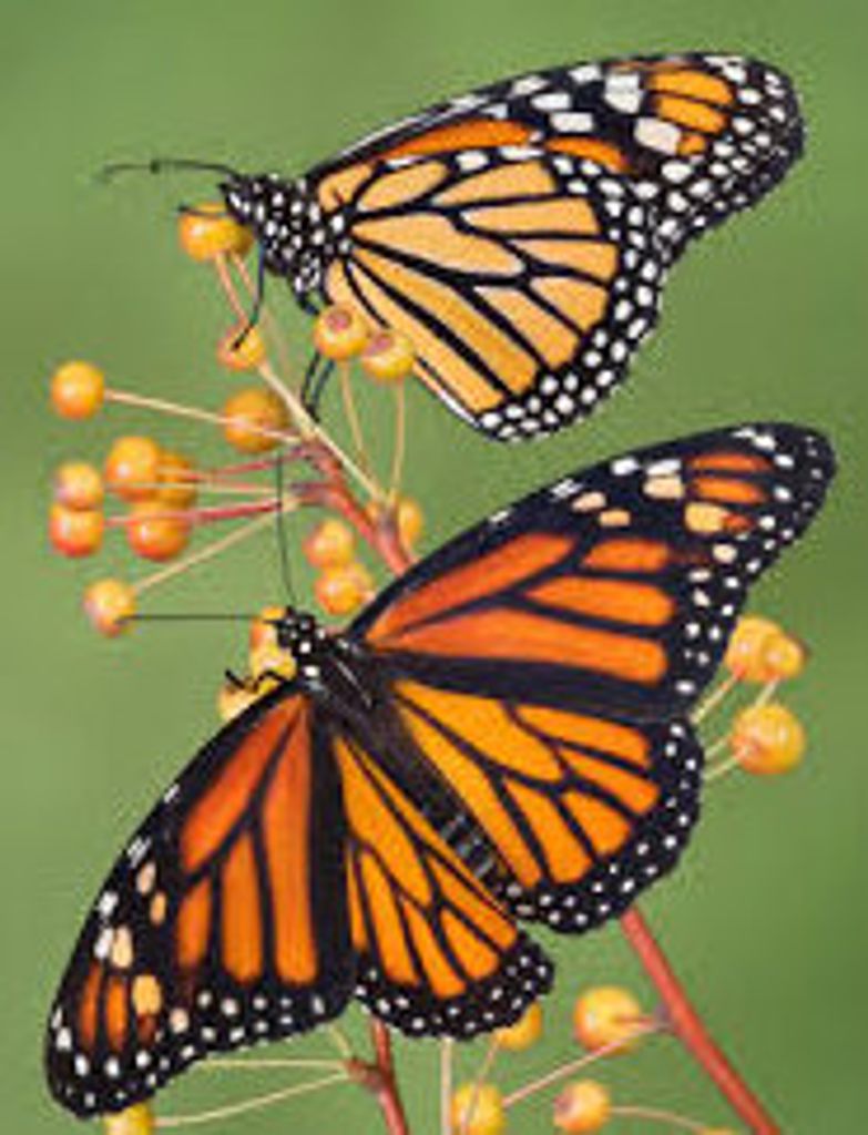 Joie Jenene Wynona Davis-Kalar