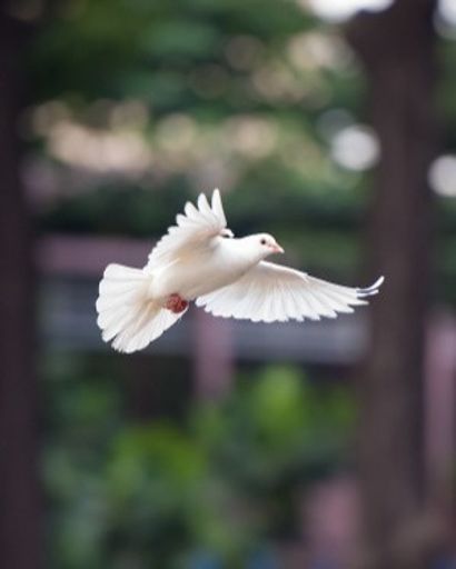 McKinley Jackson's obituary image