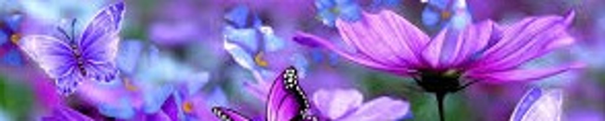 Cover for Carol J. McKy's Obituary