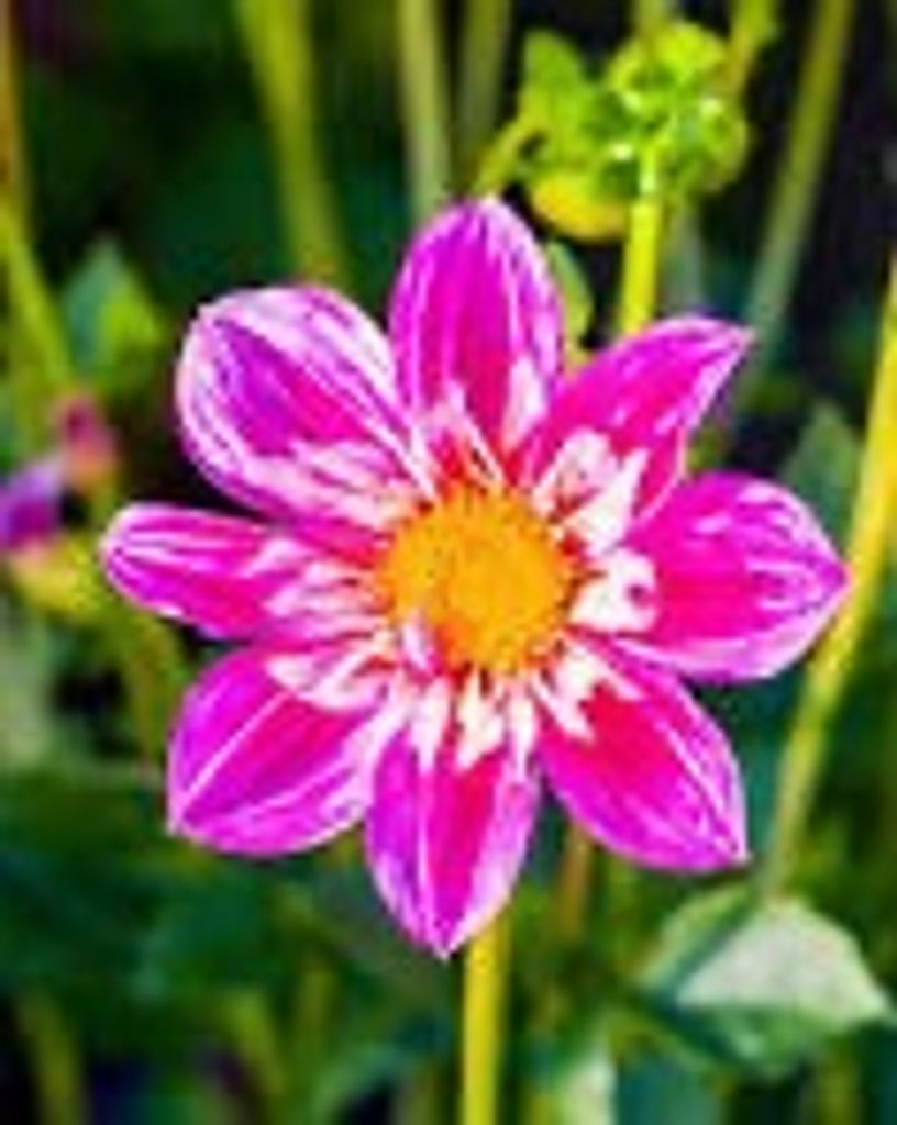 LaVern Brown Profile Photo