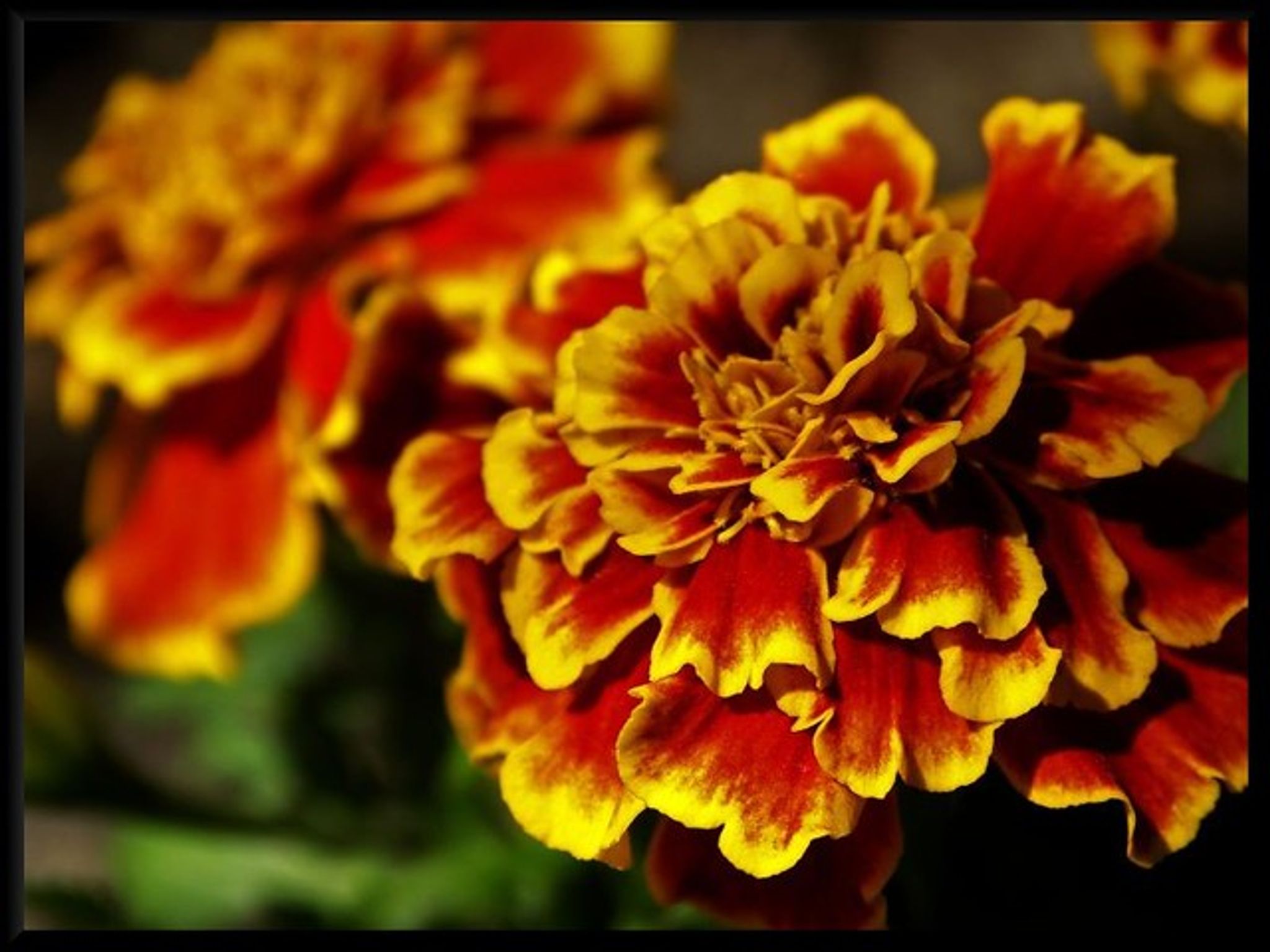 Cover photo for Om Ahuja's Obituary