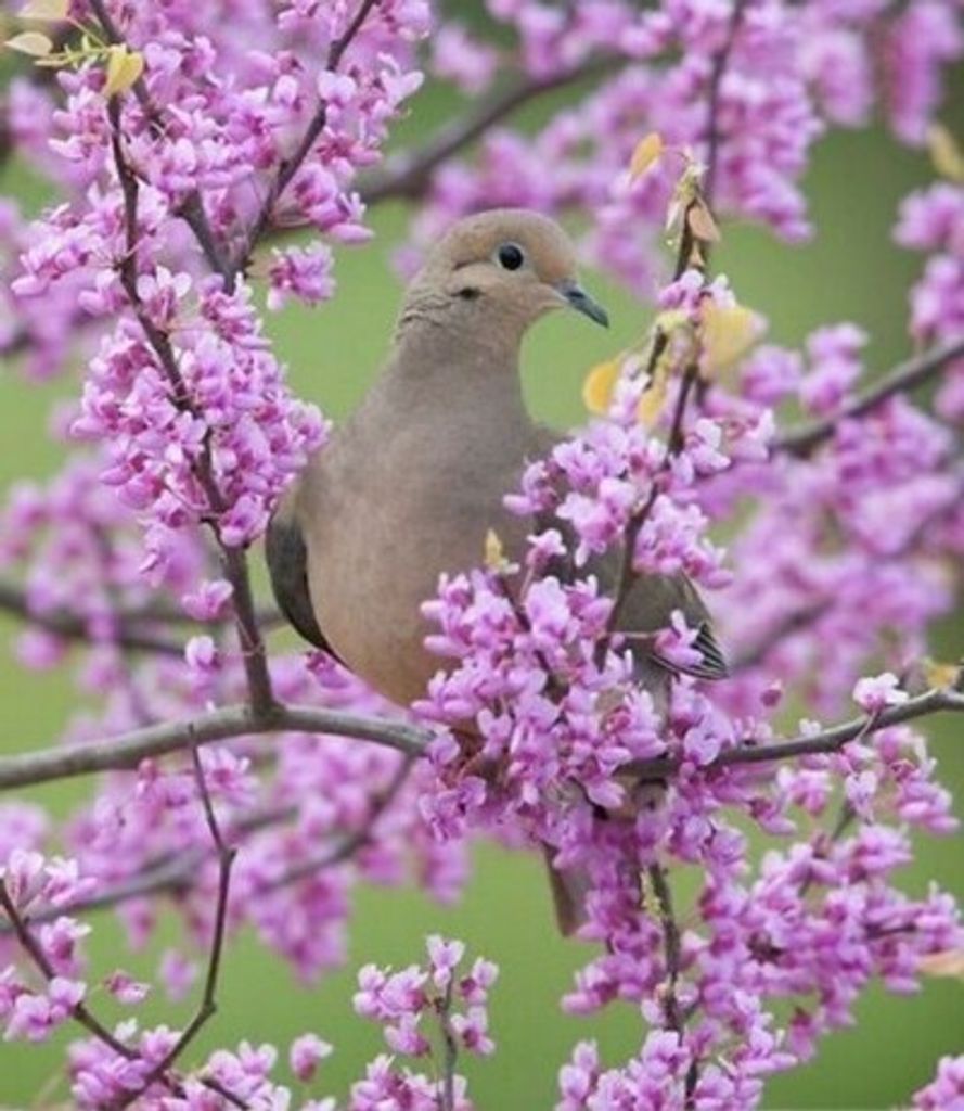 Linda Jean Walls Profile Photo