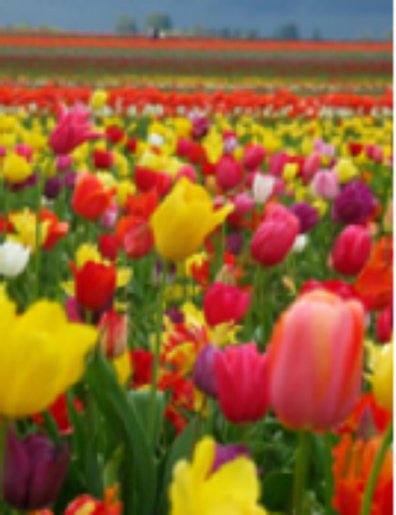 Marion Joan Greenwald