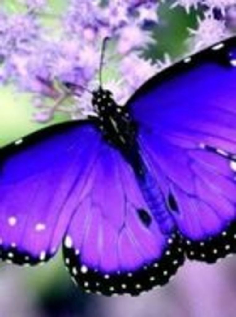 Ann Fleck 'Anner-Lou' Booth