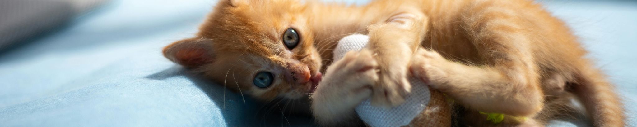 Cover for Evelyn Kay Bower's Obituary