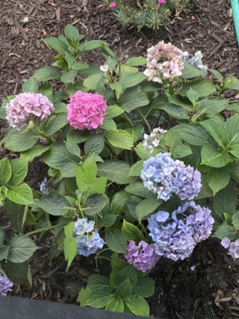 Linda A. Shirk Profile Photo